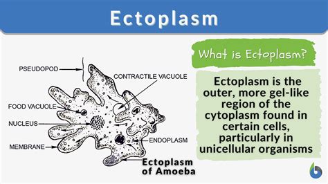 ectopl|Ectoplasm .